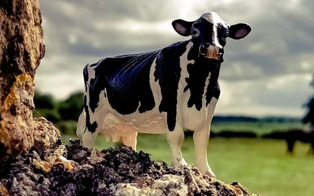 Toy dairy cow