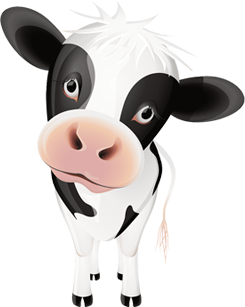 Dairy Cow